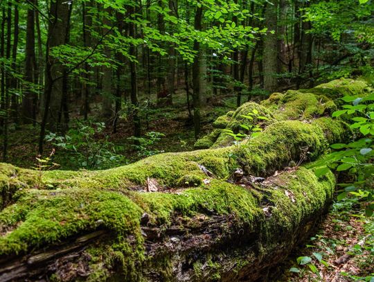 Wiceminister klimatu: w tym roku chcemy rozpocząć proces tworzenia parku narodowego