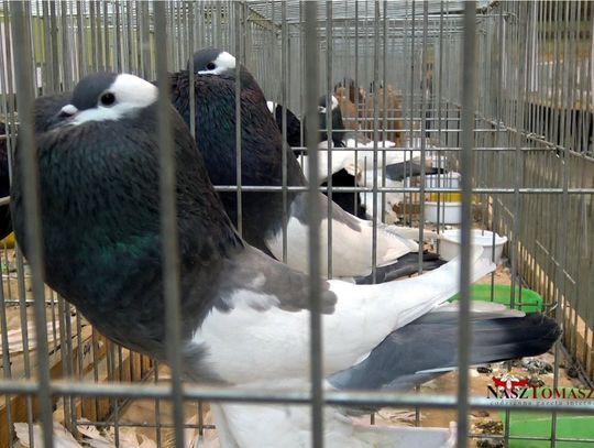 XIX wystawa gołębi rasowych