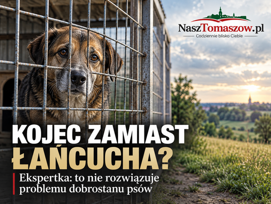 Z łańcucha do klatki? Ekspertka ostrzega: kojce nie rozwiązują problemu cierpienia psów