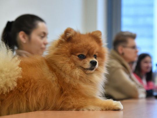Z psem na Uniwersytet Gdański; na uczelni trwa pilotażowy program badający więzi międzygatunkowe