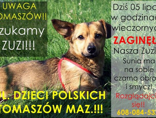 ZAGINĘŁA ZUZIA!!!!