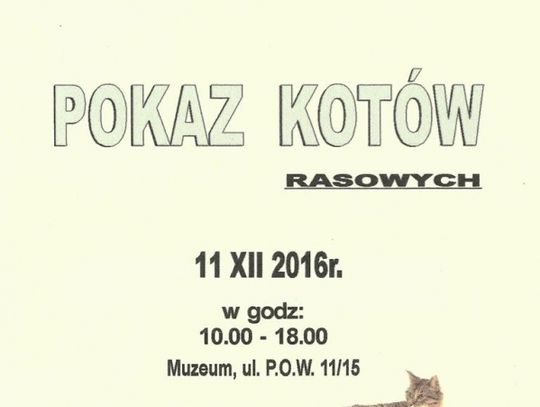 Zapraszamy na kolejny pokaz kotów rasowych