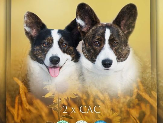 Zapraszamy nie tylko miłośników psów