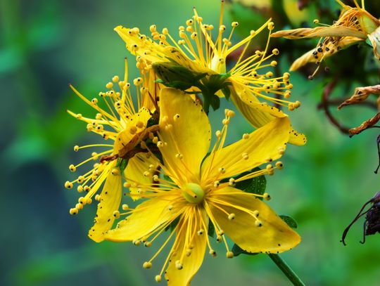 Zastosowanie ziela dziurawca - właściwości i porady praktyczne