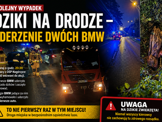 Zderzenie z dzikami dwóch BMW. Niebezpieczne miejsce znów daje o sobie znać
