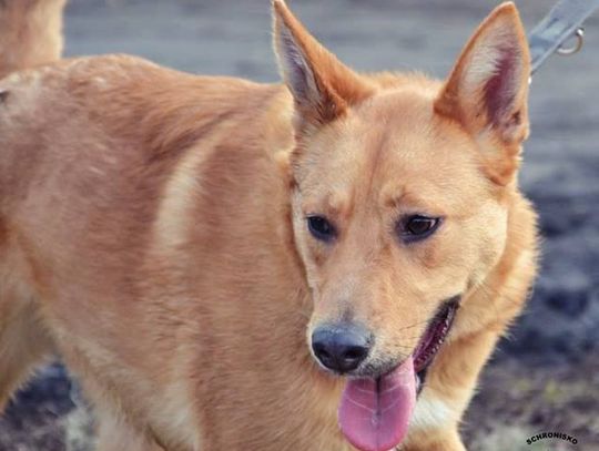 Zen, Birma i Czarna czekają na dom