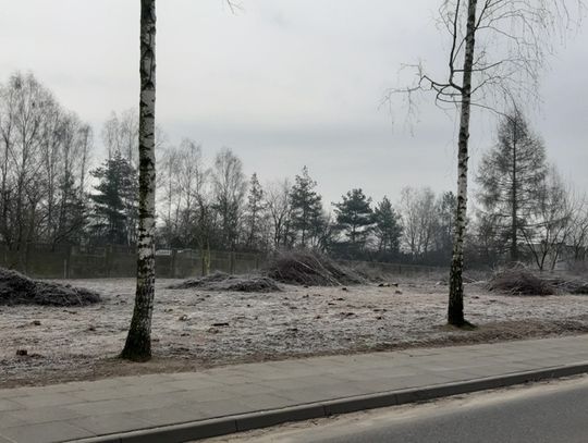 Zniknął brzozowy zagajnik. Zbudują nowe domy 