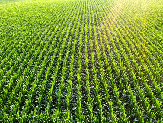 Żółtlica drobnokwiatowa w kukurydzy - jak wygrać wyścig o wodę, światło i plon?