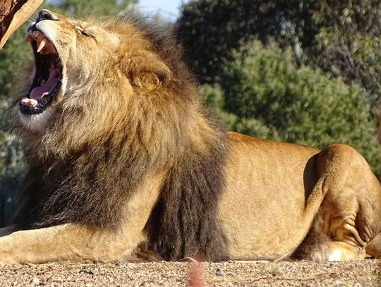 Zoo Wrocław – czy znasz jego historię?