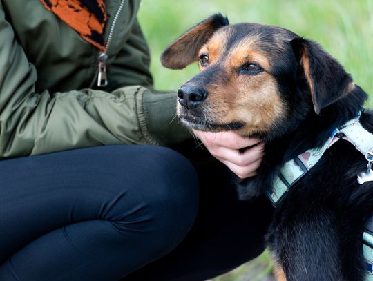 Zwierzęta zmieniają nasze życie na lepsze - Mars Polska wspiera programy adopcyjne, edukacyjne i terapeutyczne