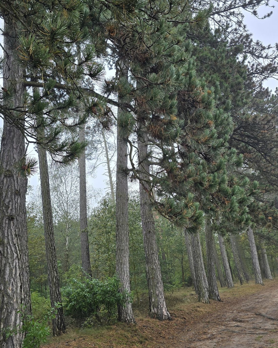 130-letnia Aleja Sosen Czarnych w Ujeździe kandydatką na pomnik przyrody 130-letnia Aleja Sosen Czarnych w Ujeździe kandydatką na pomnik przyrody