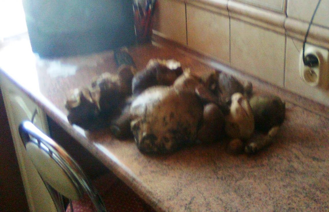 A może by tak... na grzyby