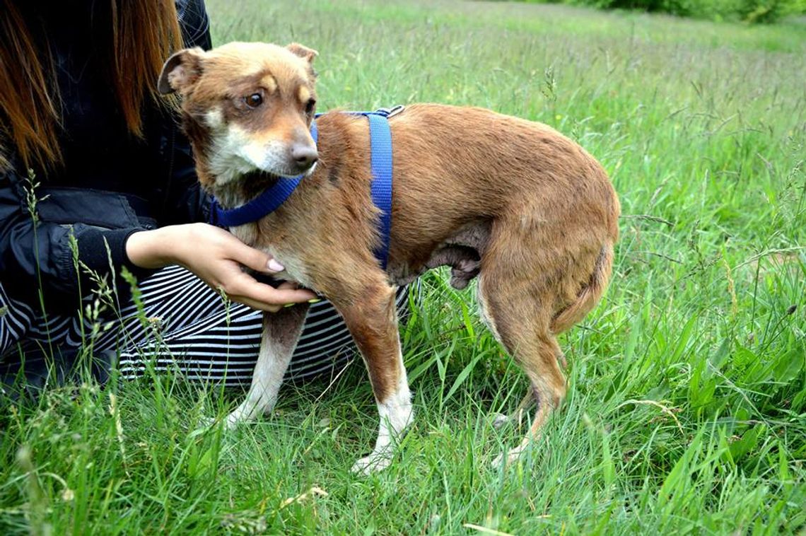 Abbi, Morik i Luki - szukamy dla nich domów Abbi, Morik i Luki - szukamy dla nich domów