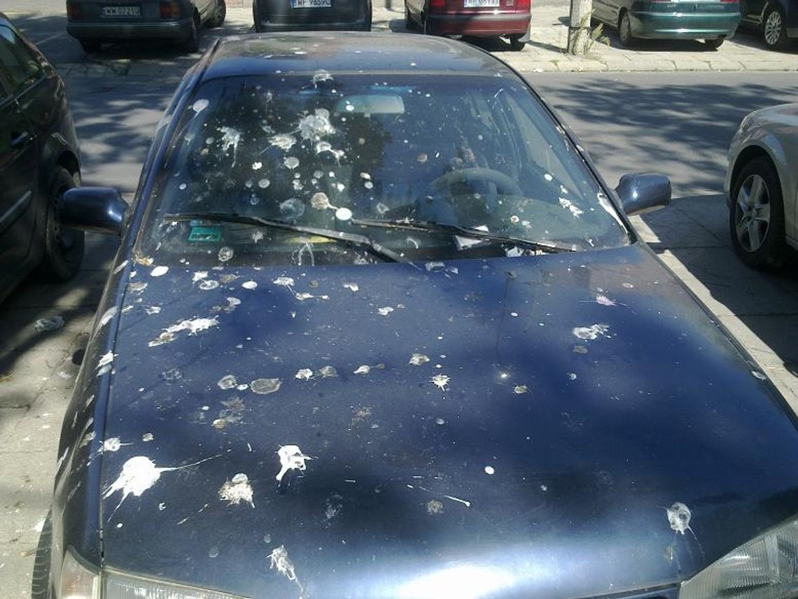 Administracje budynków mają kłopot z gołębiami