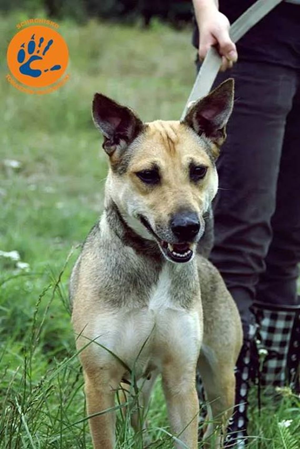 Adoptujemy psiaki...