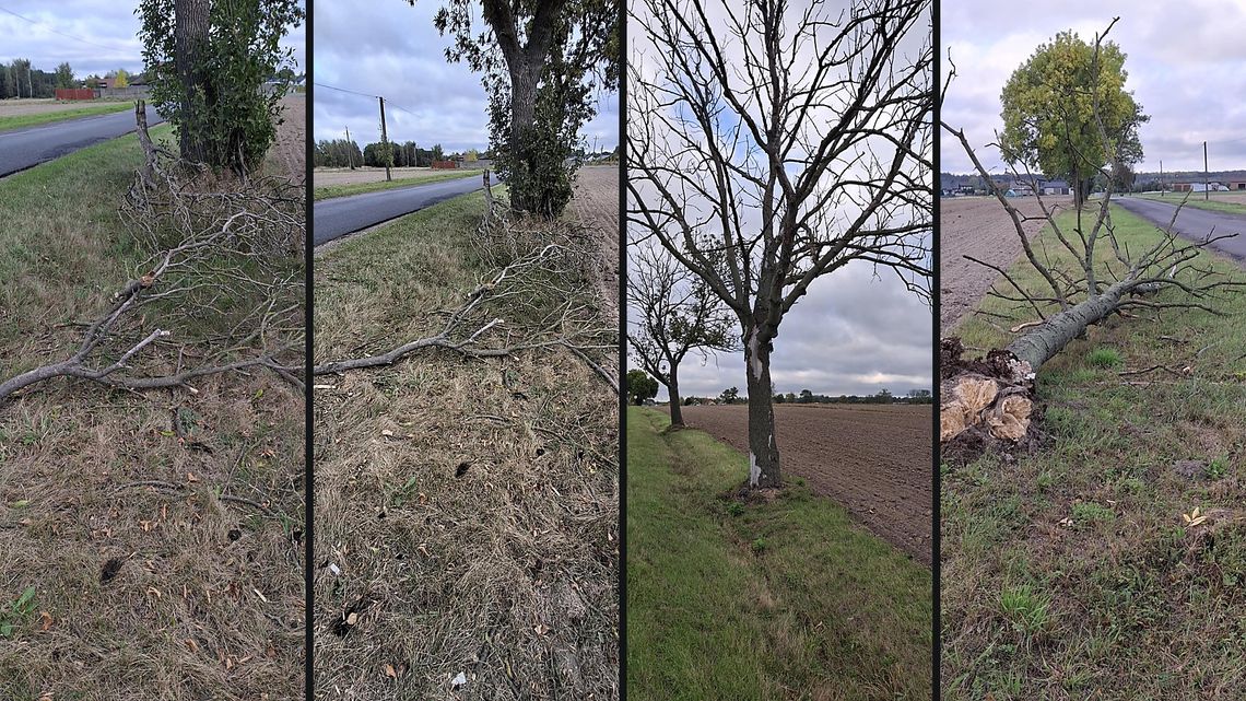 Alarm OSP Nagórzyce: uschłe przydrożne drzewa zagrażają życiu — apel o regularne przeglądy