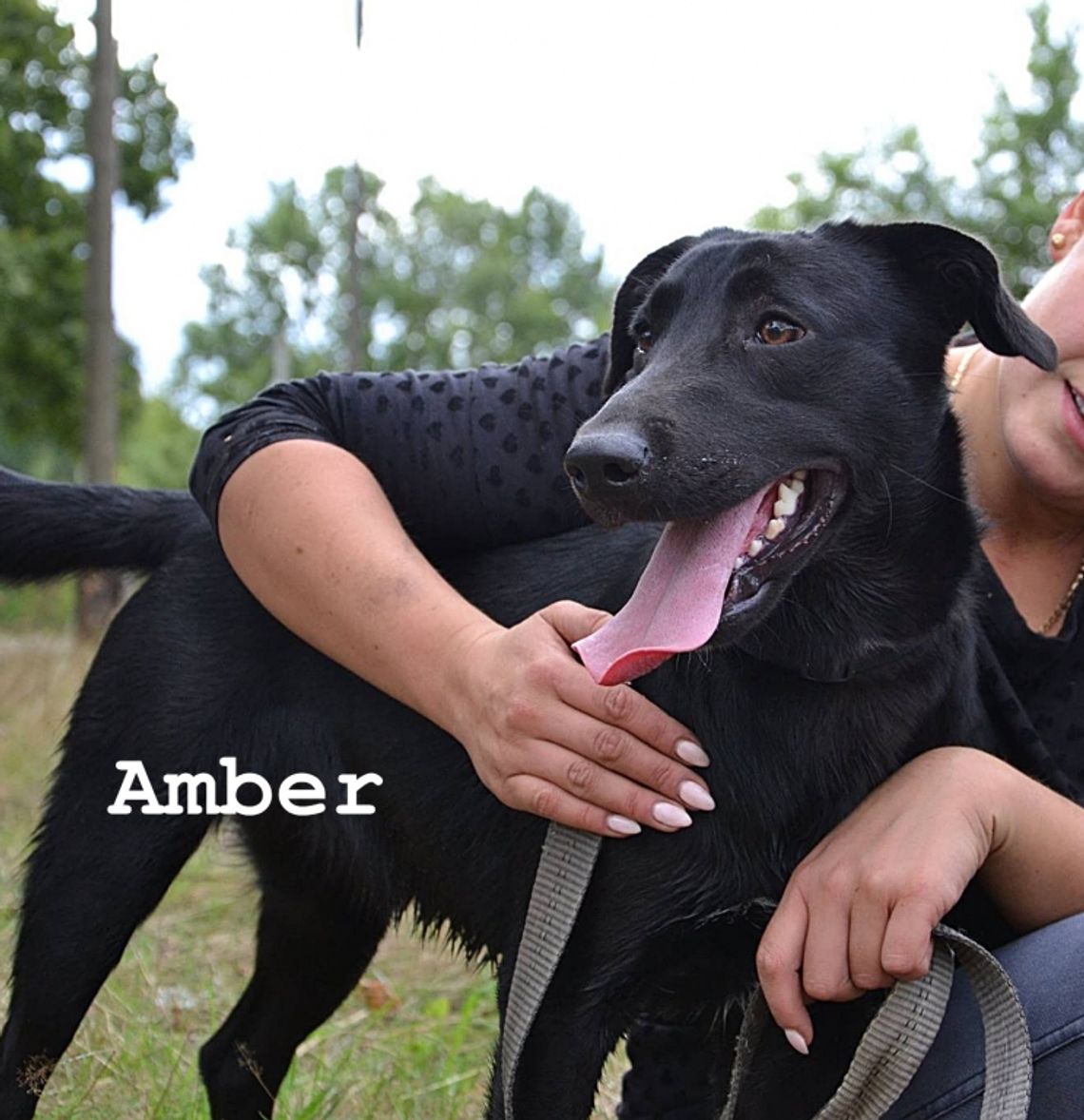 Amber, Szkrab i Wegi czekają na dom