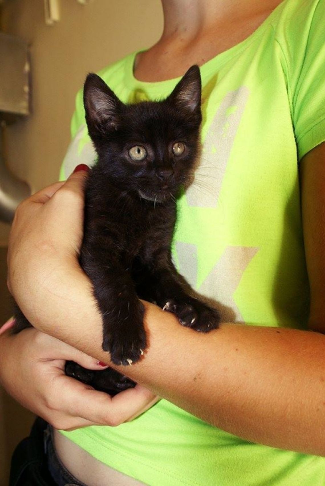 Benek, Wegi i Agrafka - szukamy dla nich opiekunów