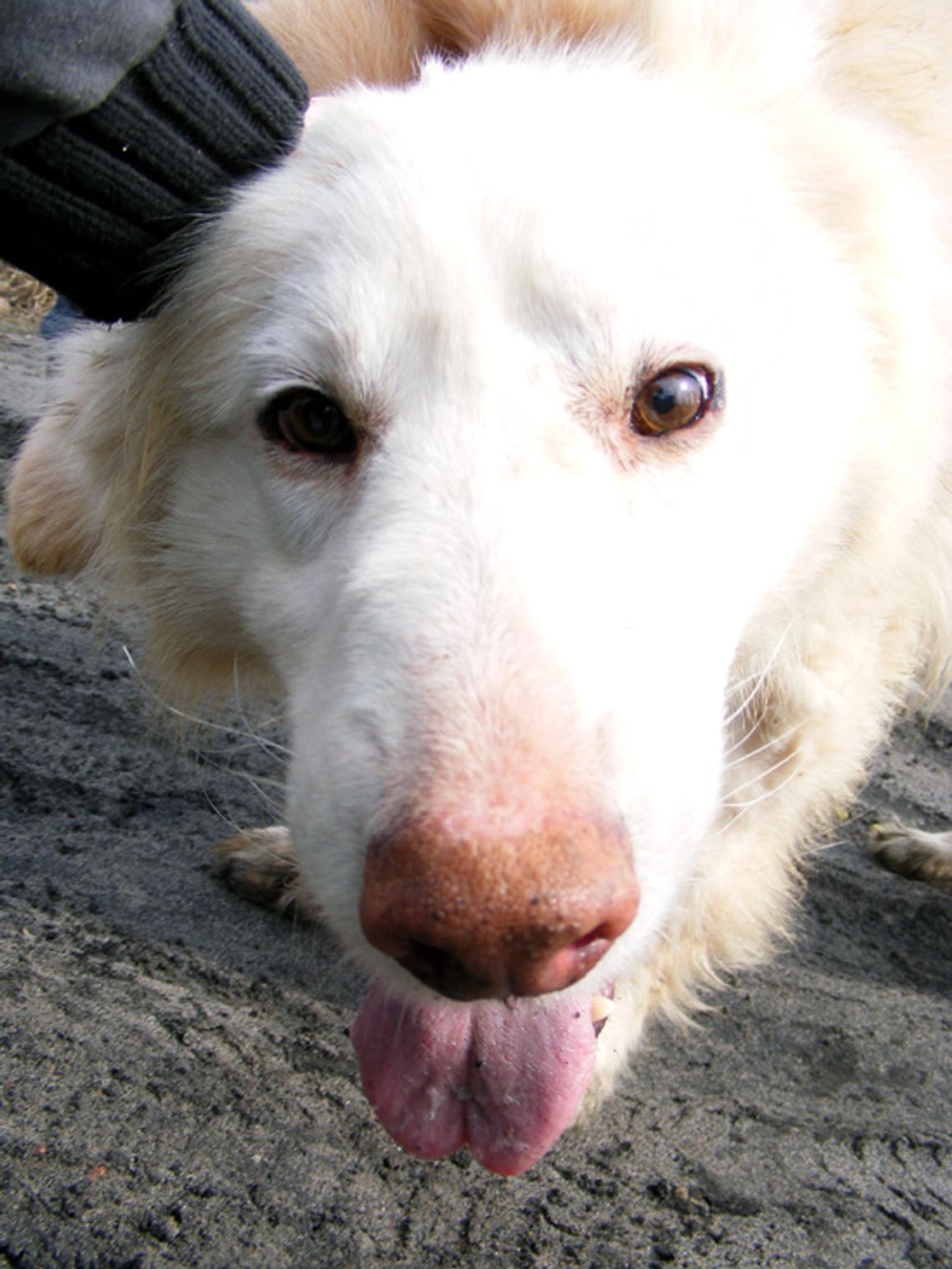 Biały - przyjaciel dla Twojego domu Biały - przyjaciel dla Twojego domu