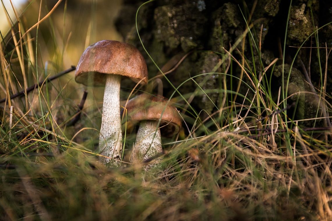 Biolog z Uniwersytetu Łódzkiego zbada relacje grzybów z pająkami