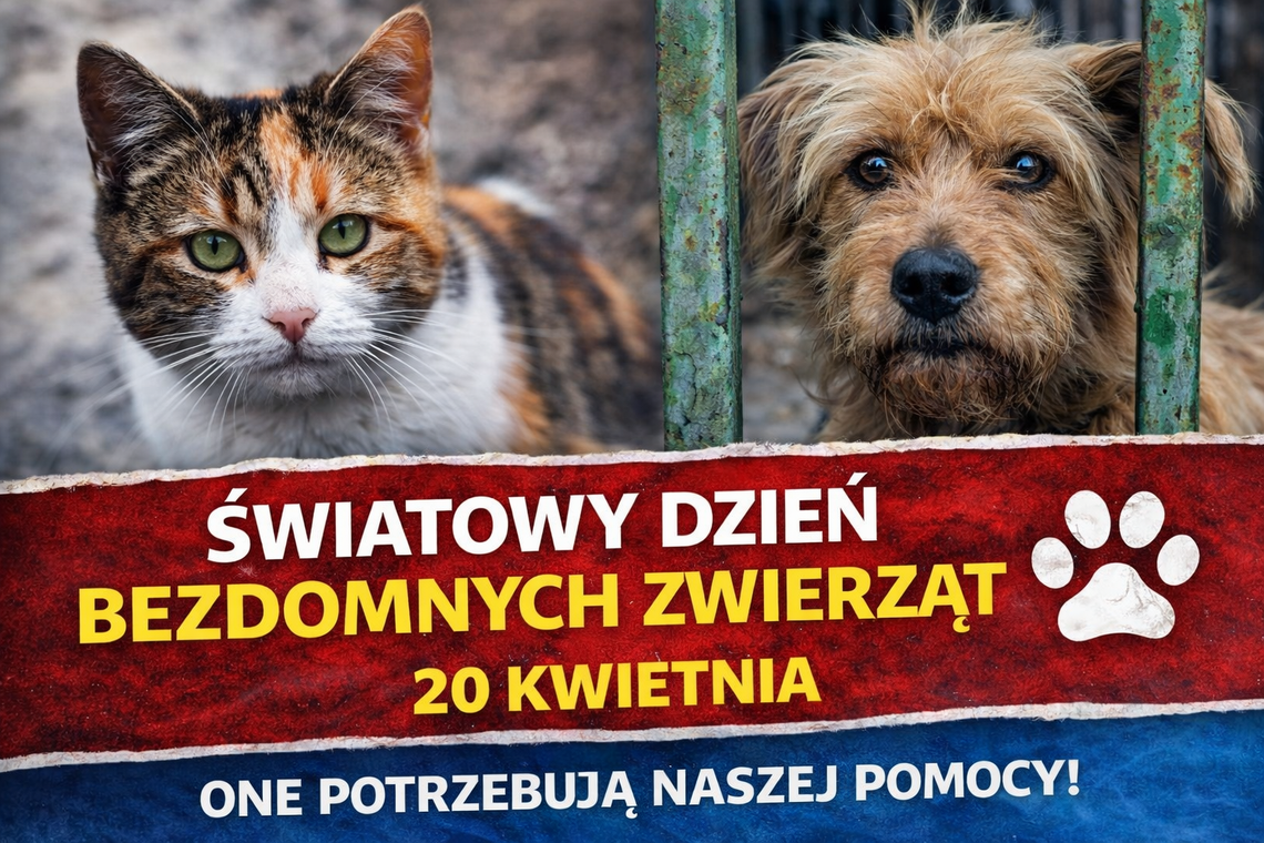 Cisza, której nie słychać. Światowy Dzień Bezdomnych Zwierząt