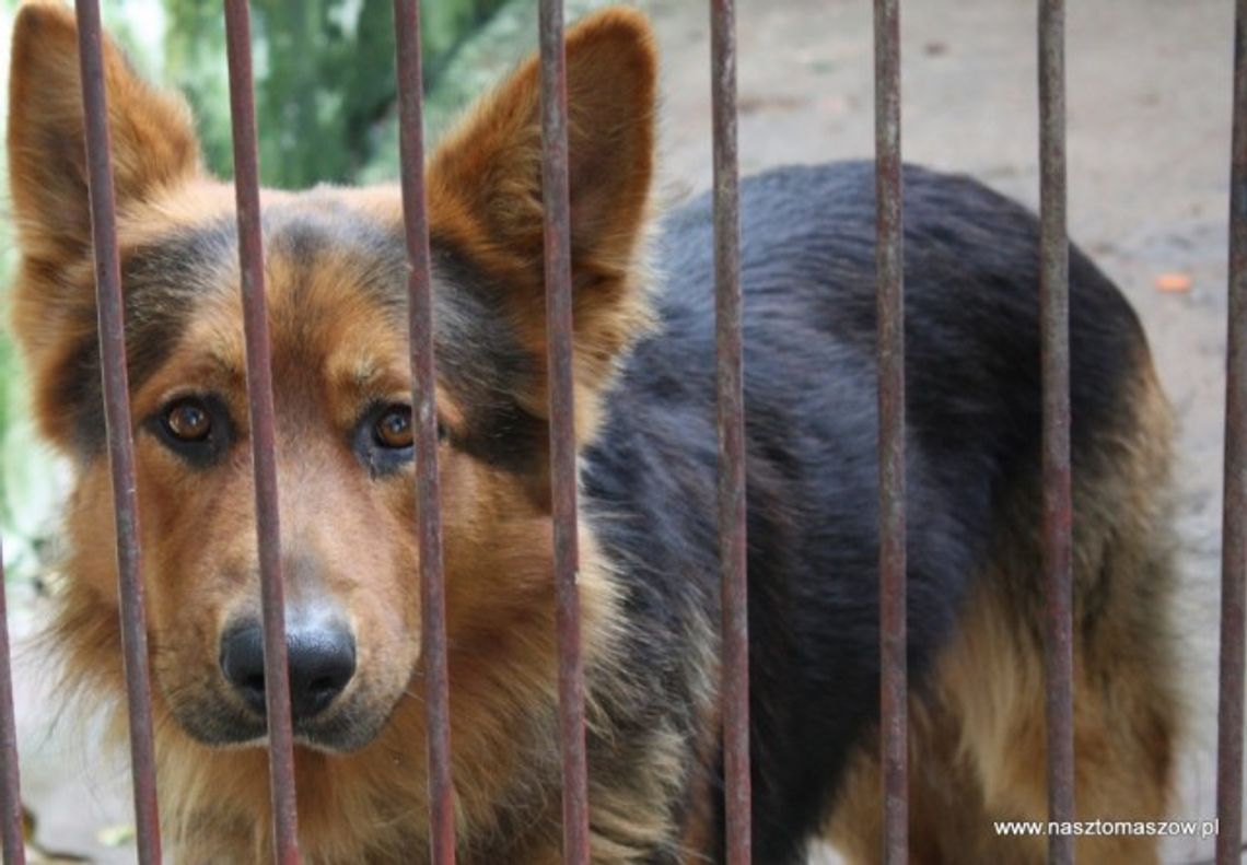 Cztery psiaki adoptowane - dzień otwarty w Schronisku