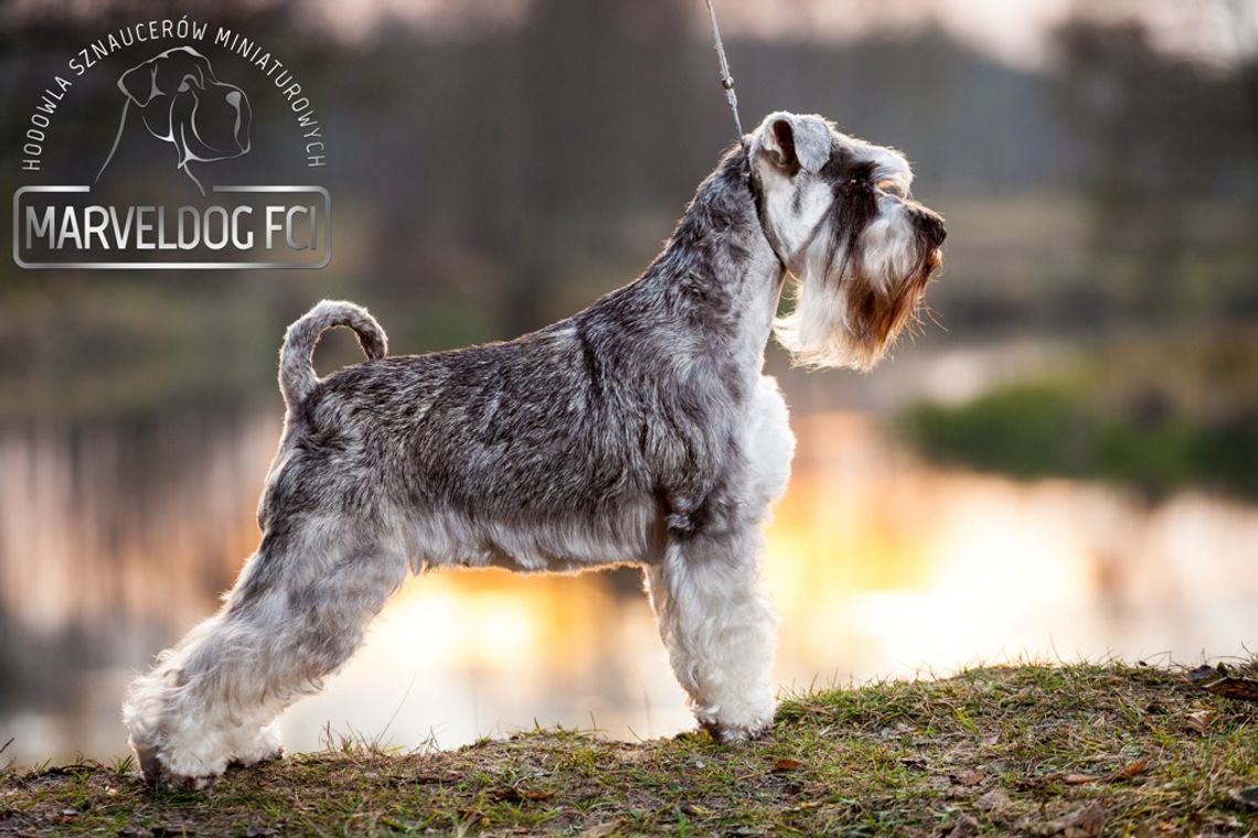 Czworonożna gwiazda