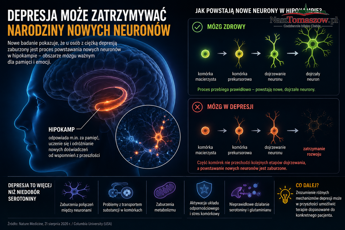 Depresja może zatrzymywać narodziny nowych neuronów. Naukowcy zajrzeli głęboko do ludzkiego mózgu Depresja może zatrzymywać narodziny nowych neuronów. Naukowcy zajrzeli głęboko do ludzkiego mózgu