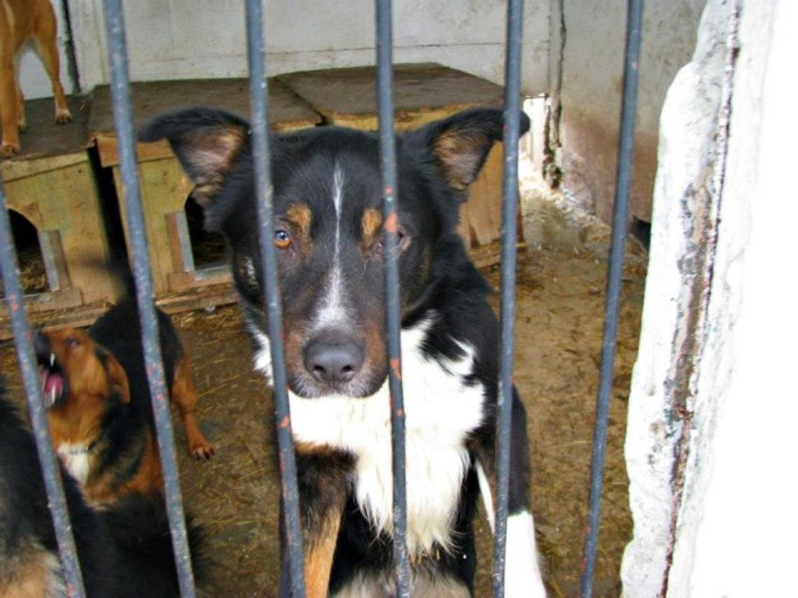 Dwie oferty na przetargu