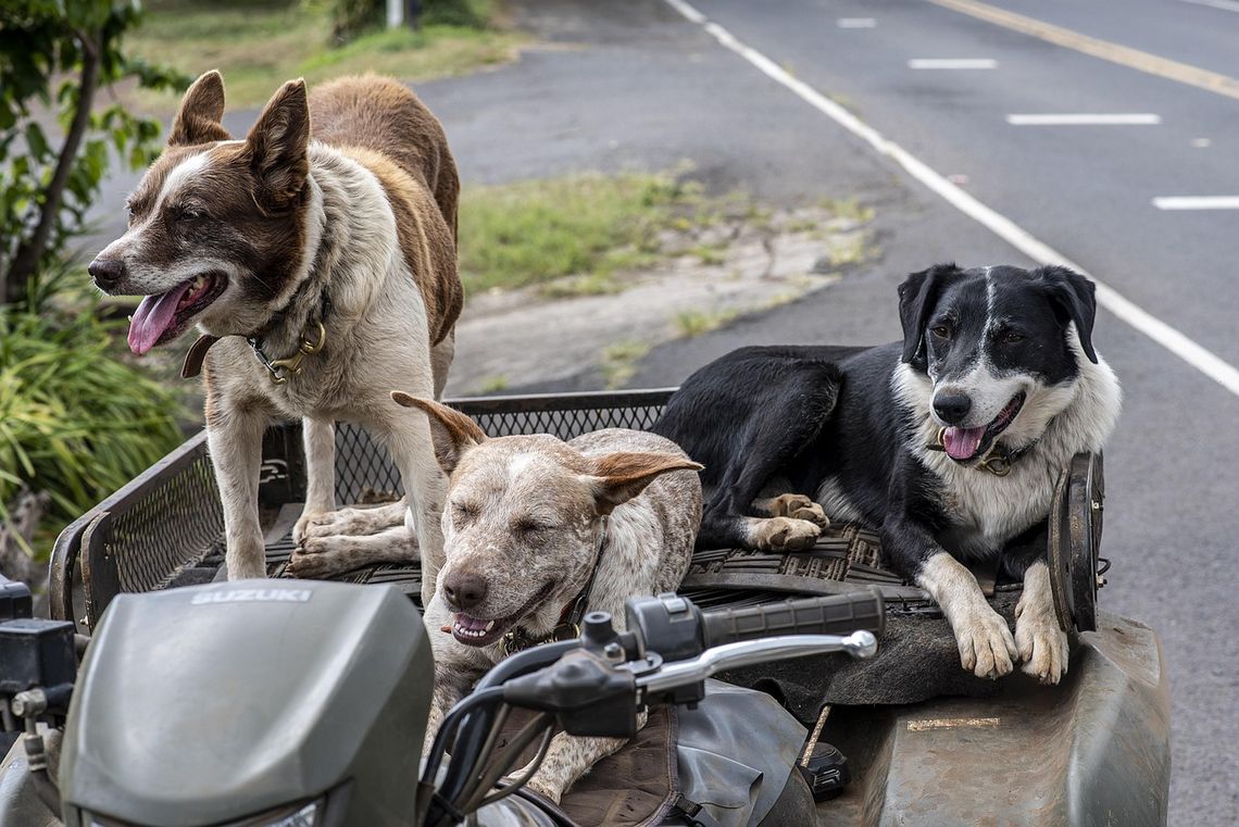 Dzień adopcji w tomaszowskim schronisku – Pomoc, która smakuje!