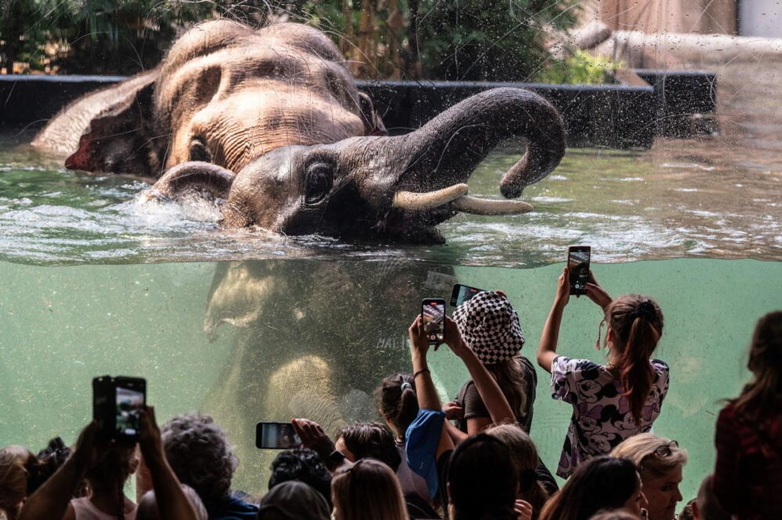 Dzień Słonia w tę niedzielę w łódzkim Orientarium; liczne atrakcje dla gości Dzień Słonia w tę niedzielę w łódzkim Orientarium; liczne atrakcje dla gości
