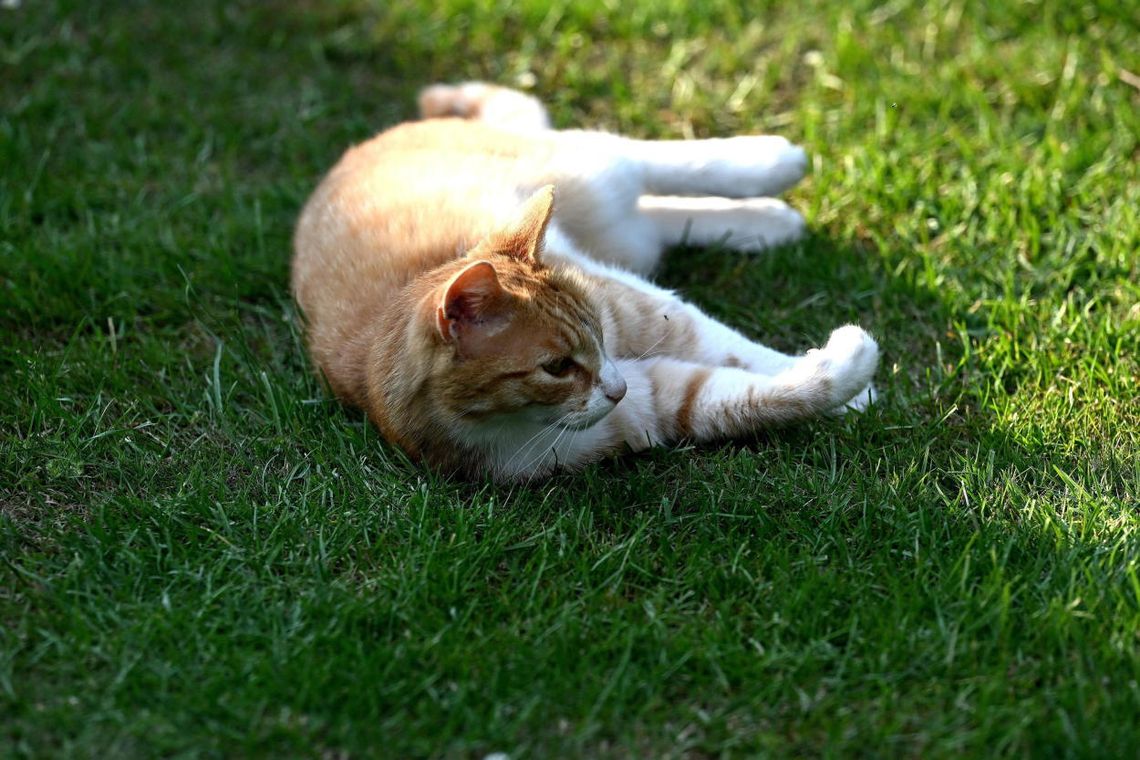 Ekspert: zakażenie wirusem ptasiej grypy jest dla ludzi niebezpieczne, ale zdarza się niezwykle rzadko