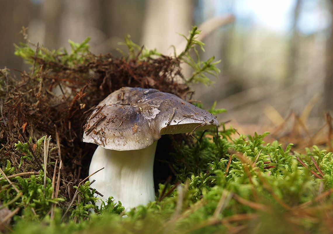 (FOTO/VIDEO) Grzyby: Pecłonki nie tylko „siwe” i „żółte”