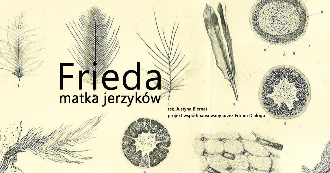 Frieda, matka jerzyków - nabór do spektaklu Frieda, matka jerzyków - nabór do spektaklu