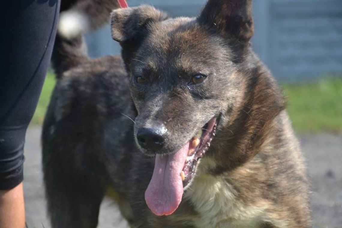 Fuks, Dalia i Keks czekają na ciebie w schronisku