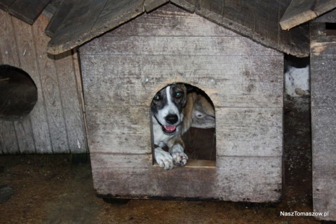 Gwiazdka dla zwierzaczka Gwiazdka dla zwierzaczka