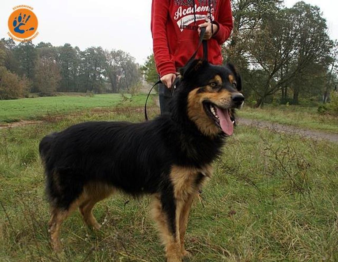 I ty możesz przygarnąć psa