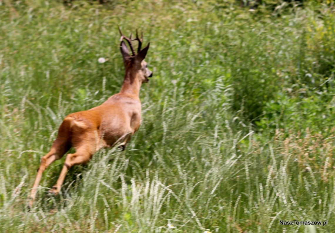 Interesant Interesant