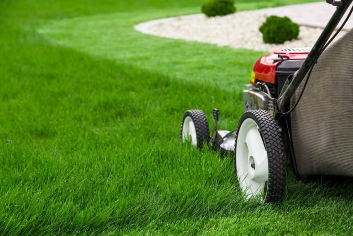 Jak poprawić jakość trawnika dzięki wertykulacji?