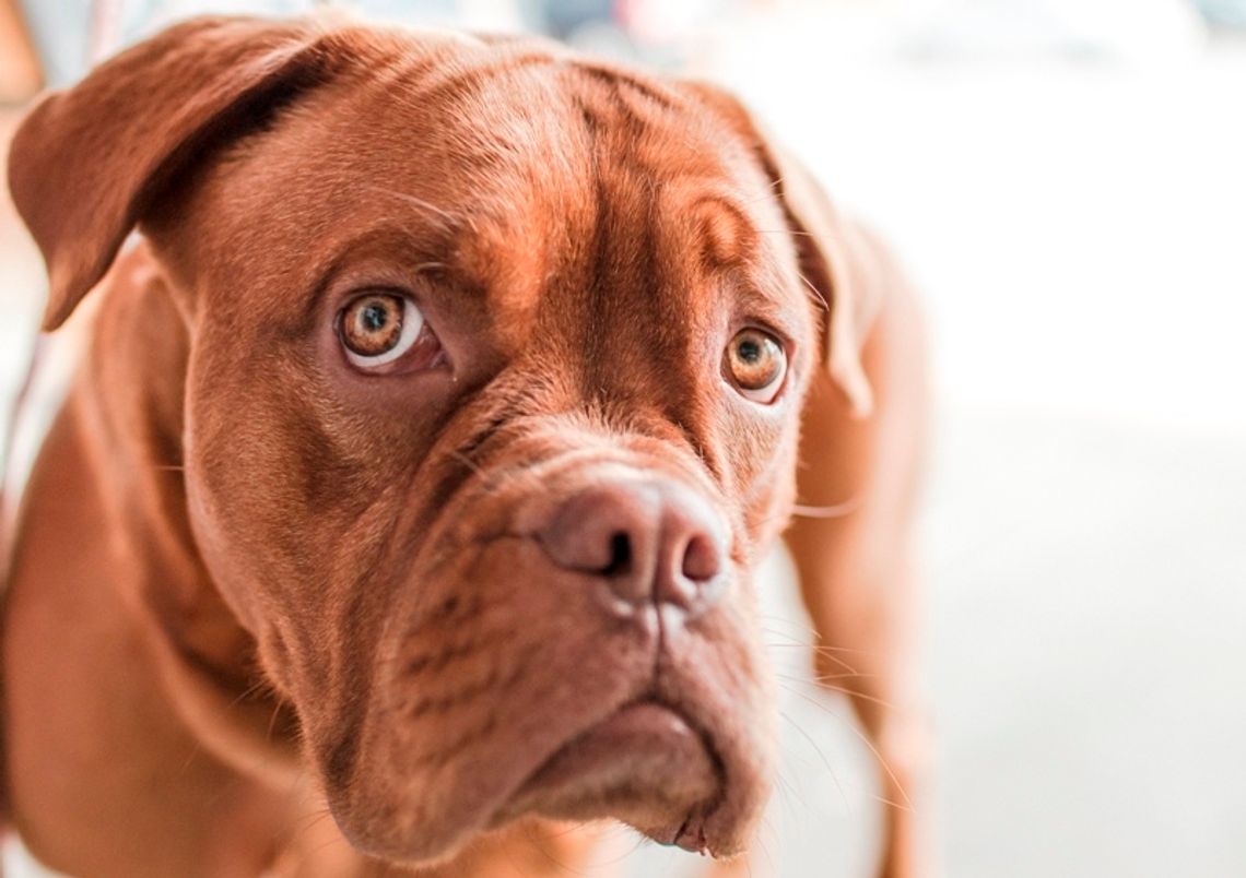 Jak zadbać o czworonogi podczas upałów?