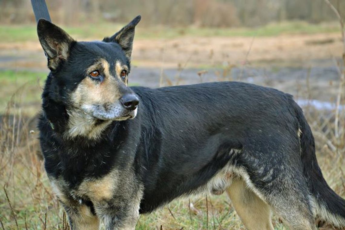 Jasper, Azor i Tesla gotowe do adopcji