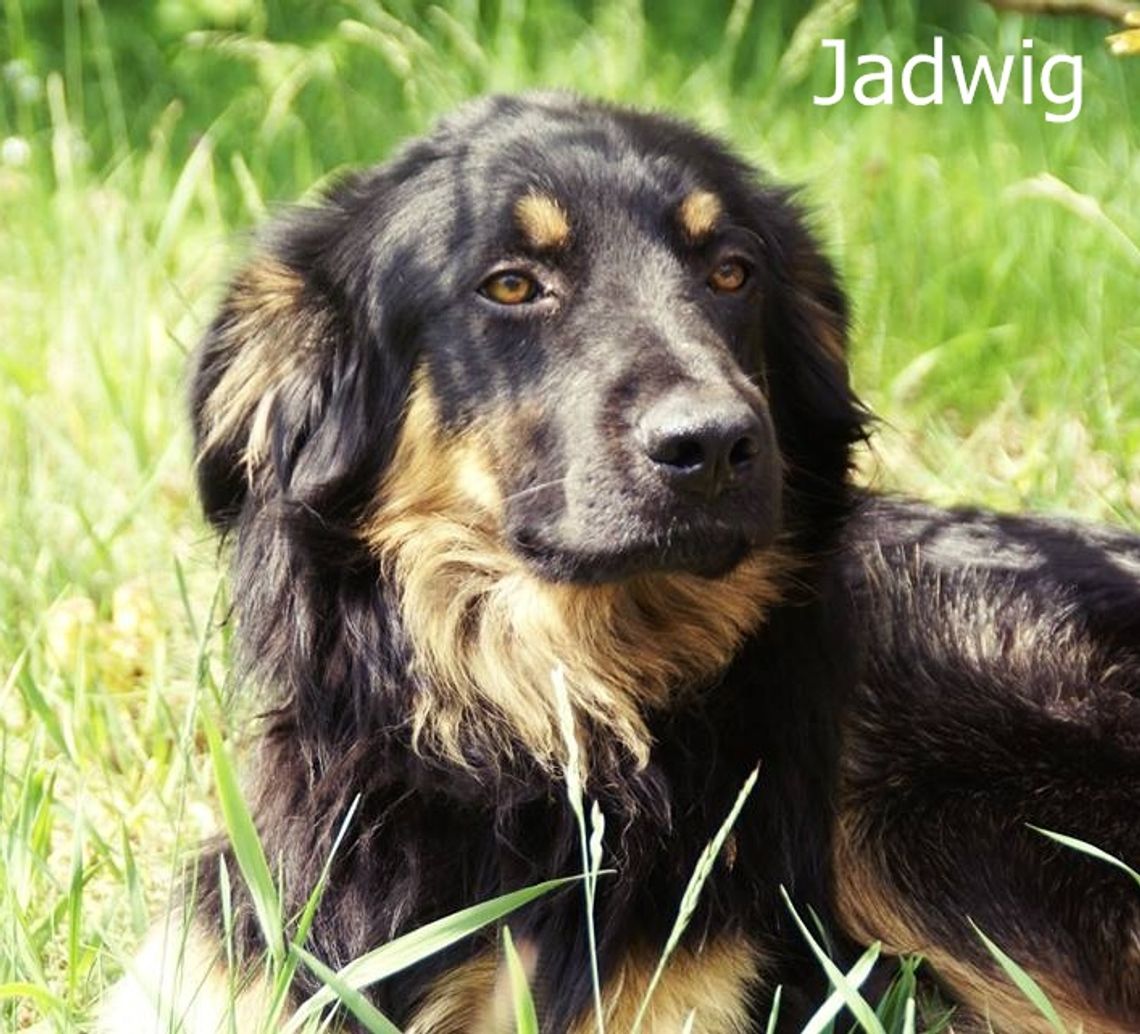 Jasper, Wilma i Jadwig szukają domu