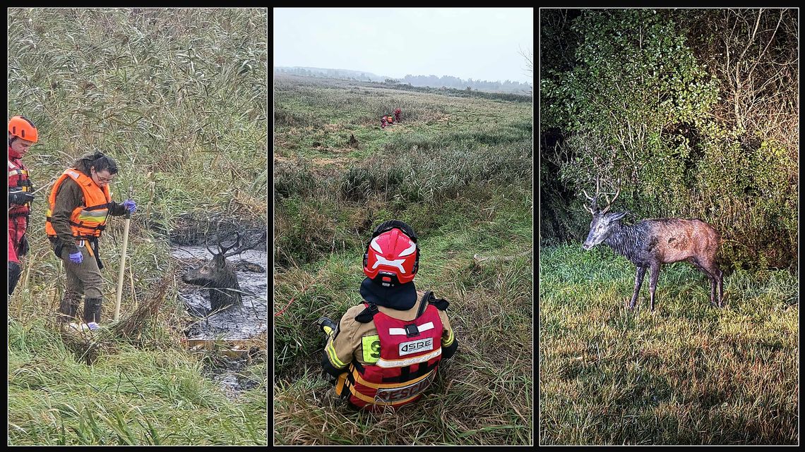 Jeleń uwięziony w osadniku oczyszczalni. Sprawna akcja na Henrykowskiej zakończyła się sukcesem