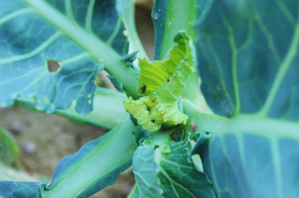 Jesienne szkodniki rzepaku ozimego