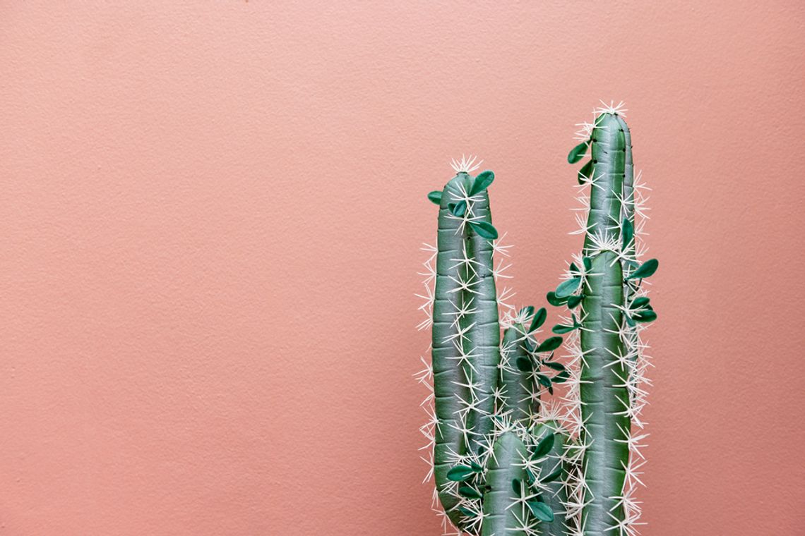 Kaktusy – jakie rodzaje wybrać do swojego ogrodu lub mieszkania?