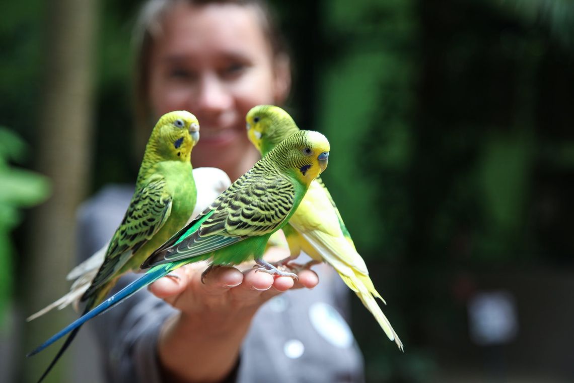 Karma dla papug falistych. 5 rzeczy, które musisz wiedzieć