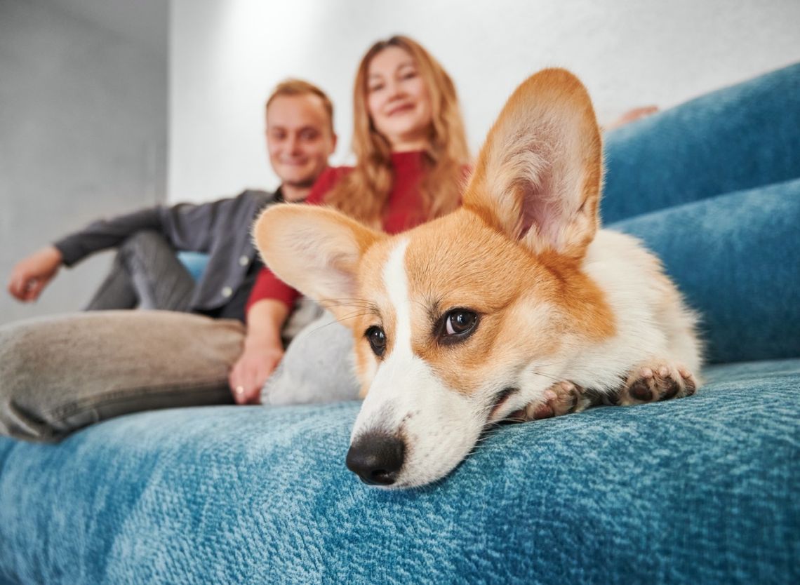 Karma Petner - pełnowartościowe karmy dla psów i kotów