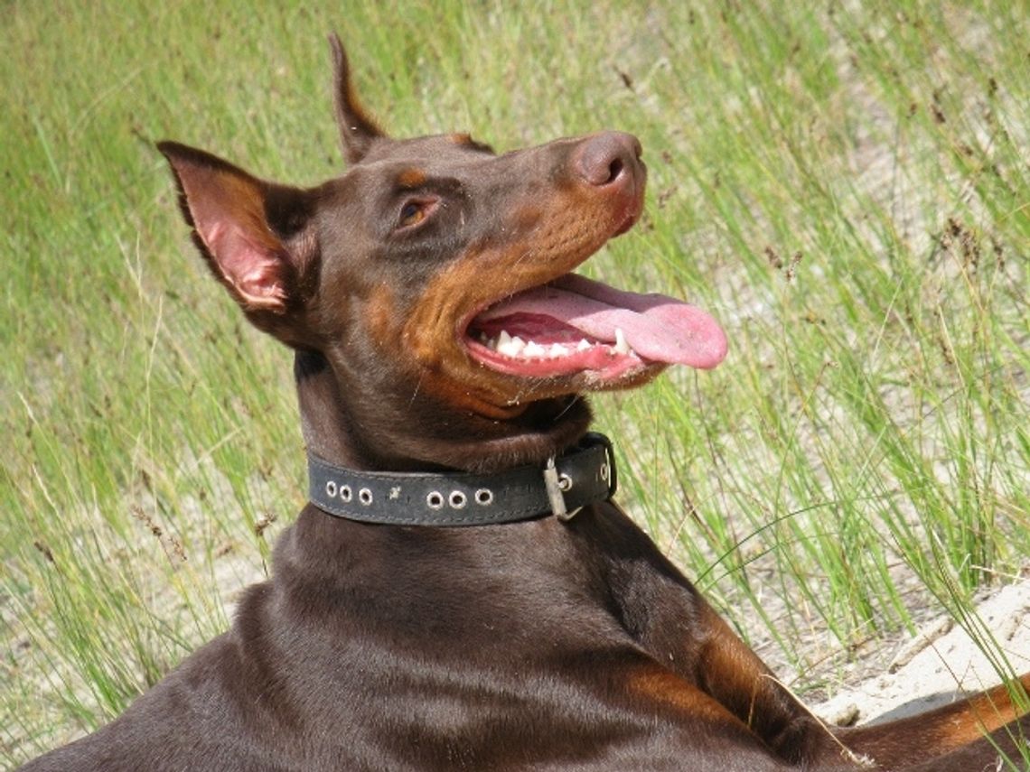 Kiedy ponosimy odpowiedzialność za naszego pupila? Kiedy ponosimy odpowiedzialność za naszego pupila?