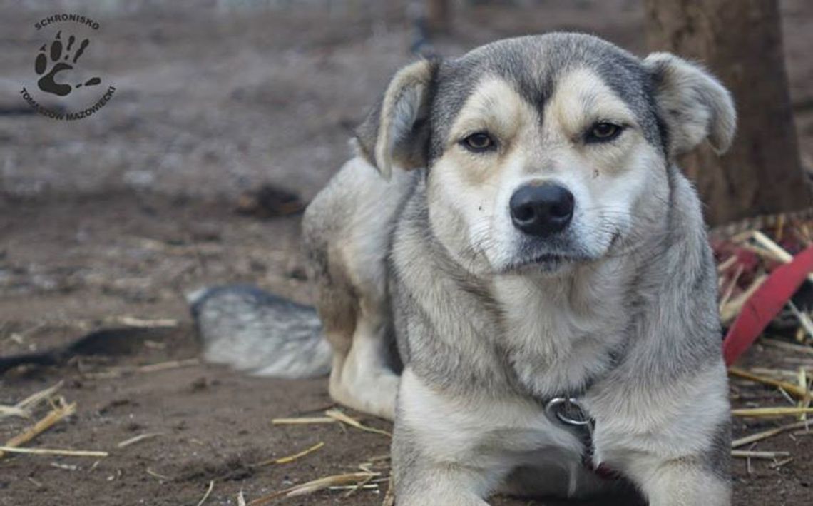 Kolejne trzy psiaki do przygarnięcia