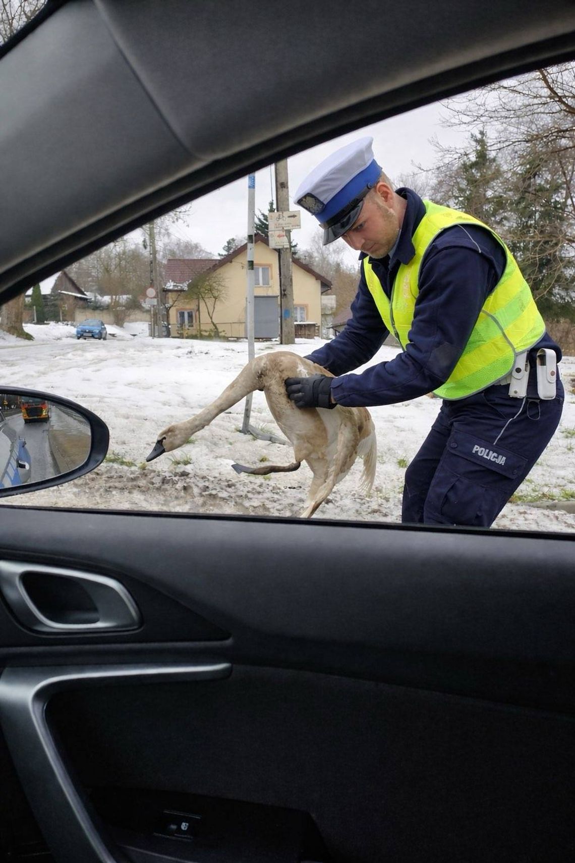 Łabędź zakleszczony na moście w Inowłodzu. Policjanci uratowali ptaka